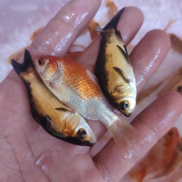 锦鲤鱼苗。