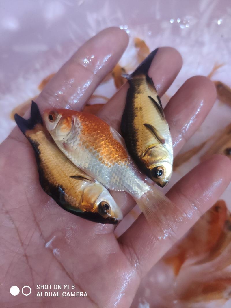 锦鲤鱼苗。