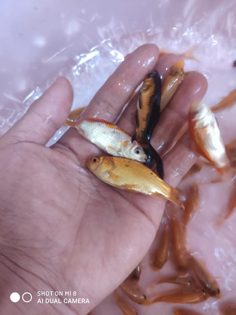 锦鲤鱼苗。