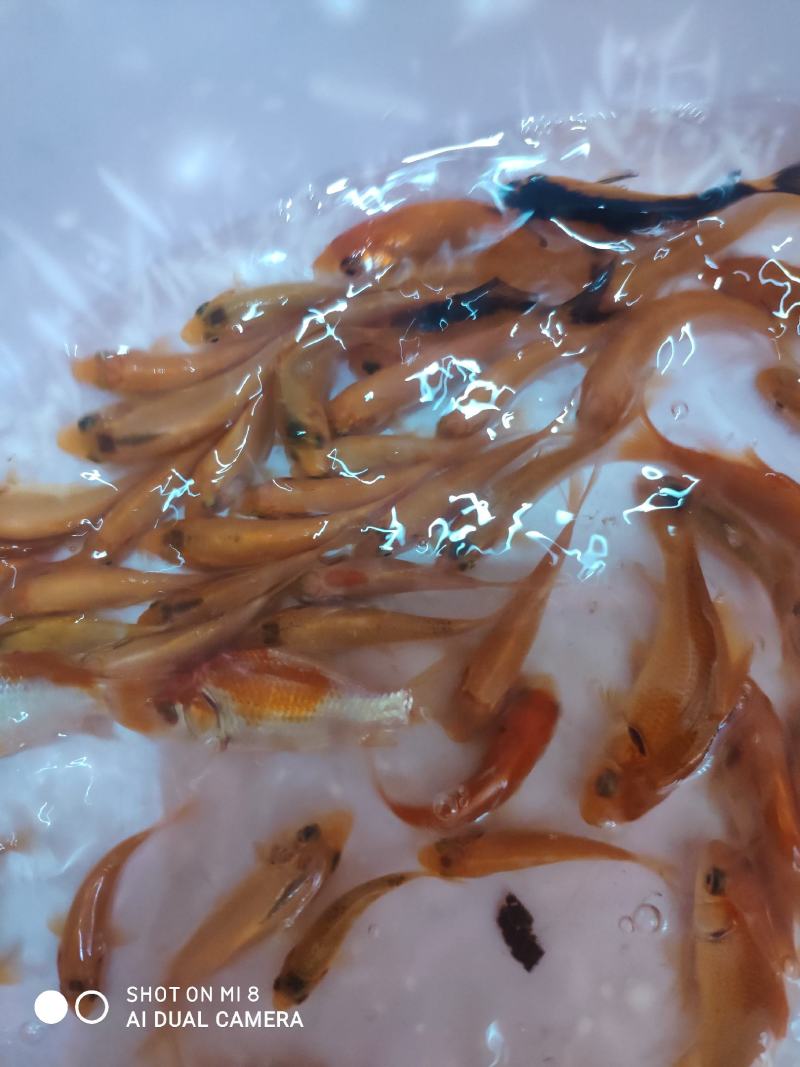 锦鲤鱼苗。