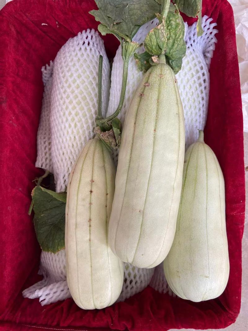脆瓜
