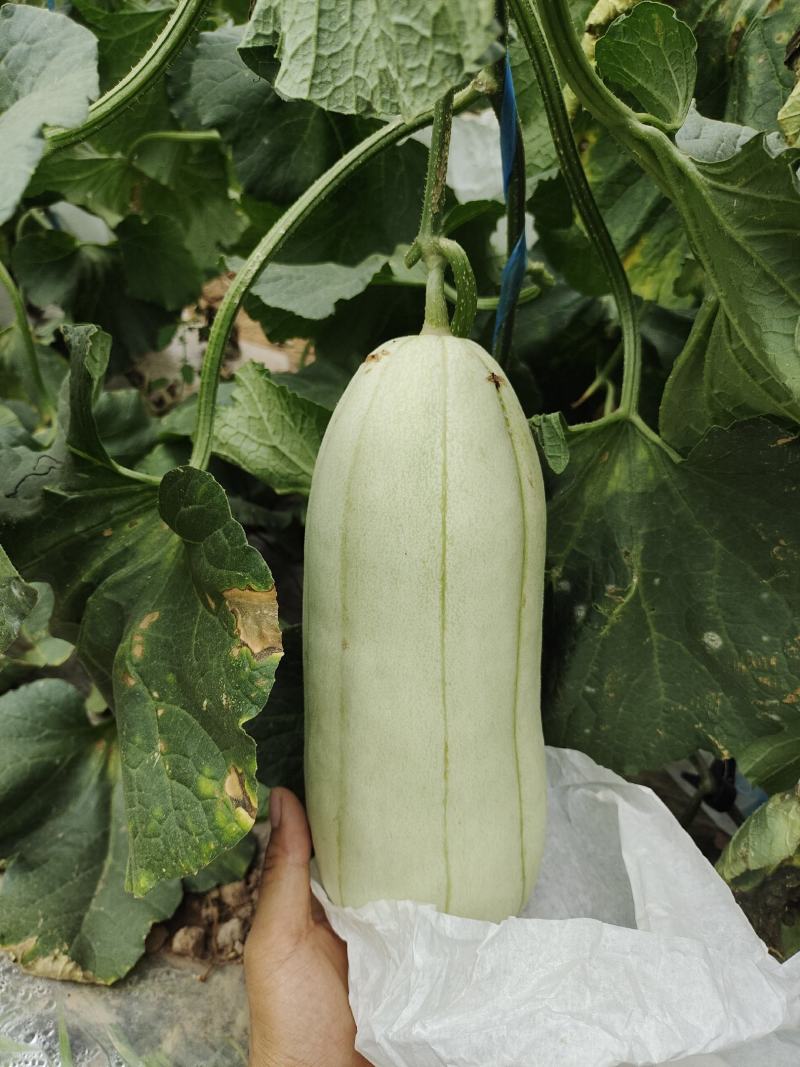脆瓜