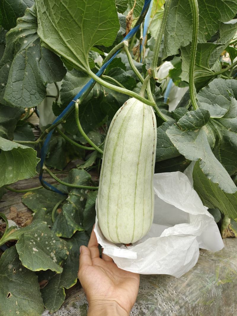 脆瓜