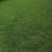 草皮