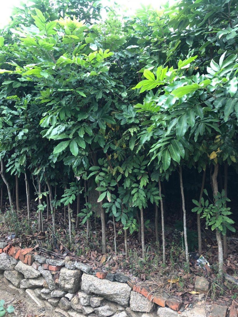 龙眼苗龙眼树