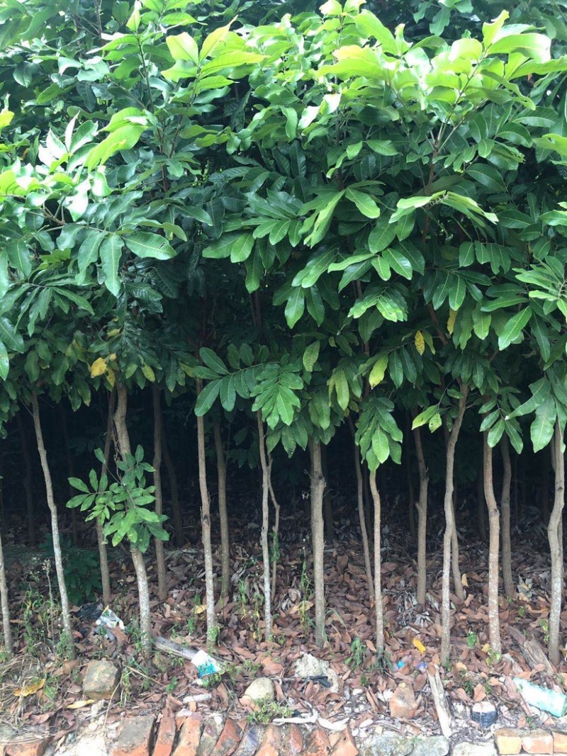 龙眼苗龙眼树