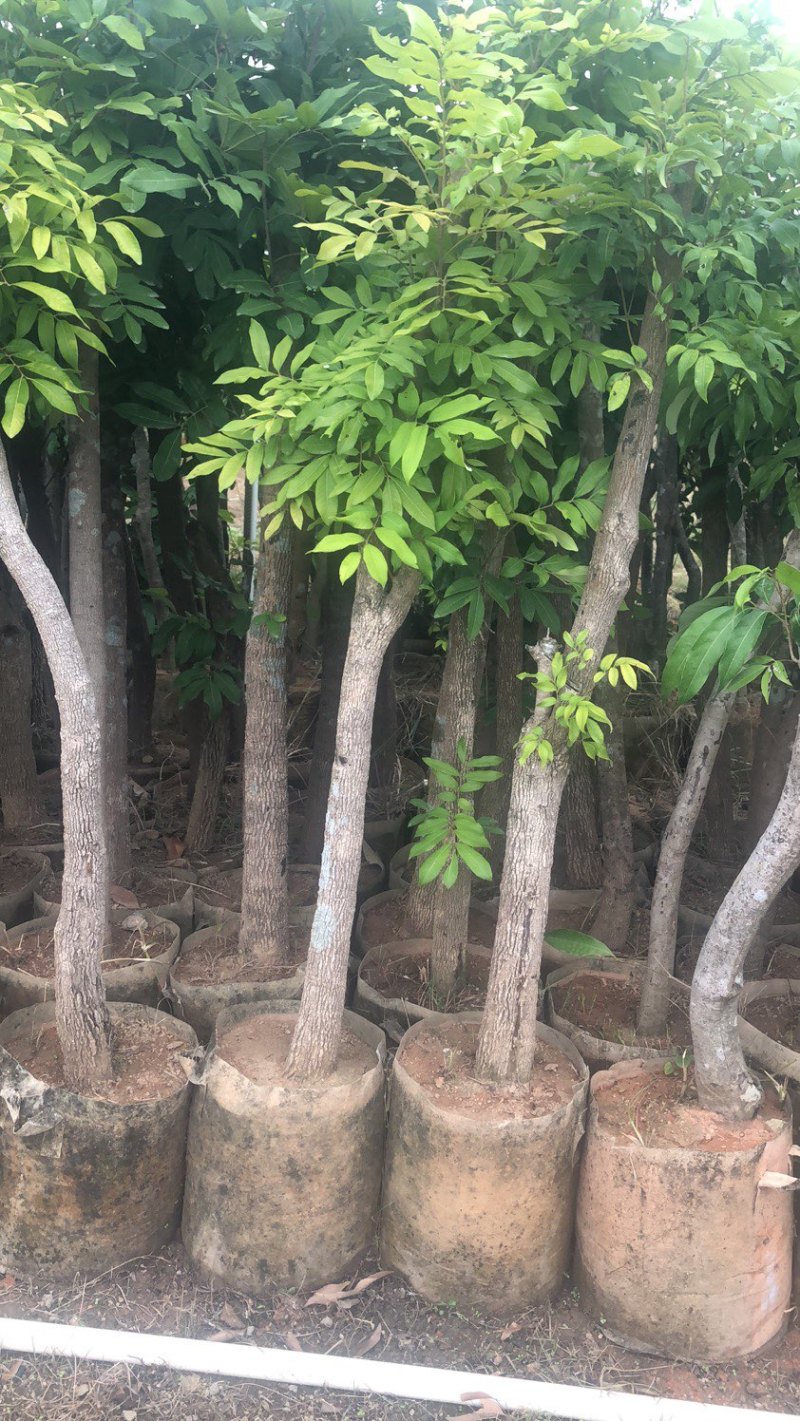 龙眼苗龙眼树