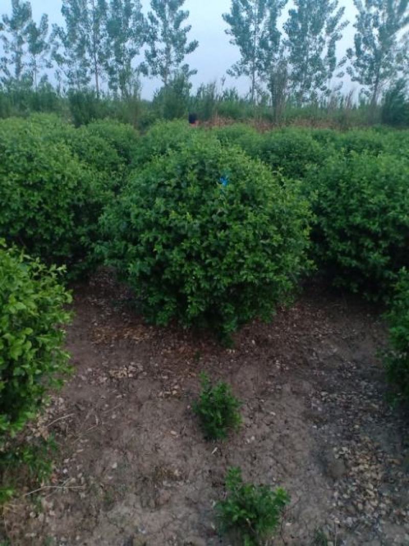 卫矛球，300亩自家苗圃各种规格包成活批发