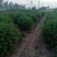卫矛球，300亩自家苗圃各种规格包成活批发