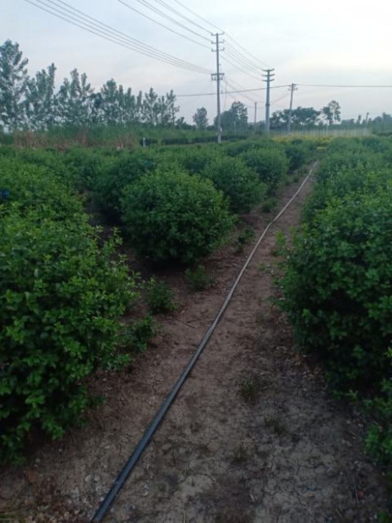 卫矛球，300亩自家苗圃各种规格包成活批发