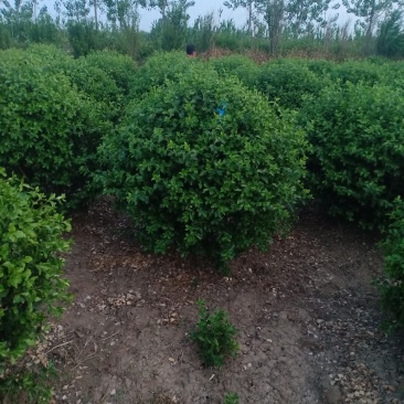 卫矛球，300亩自家苗圃各种规格包成活批发