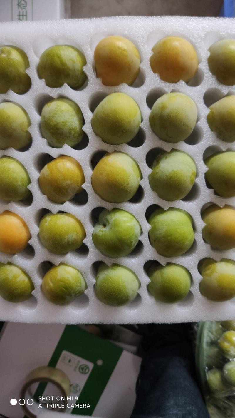 贵州蜂糖李精品水果，产地直供，可一件代发
