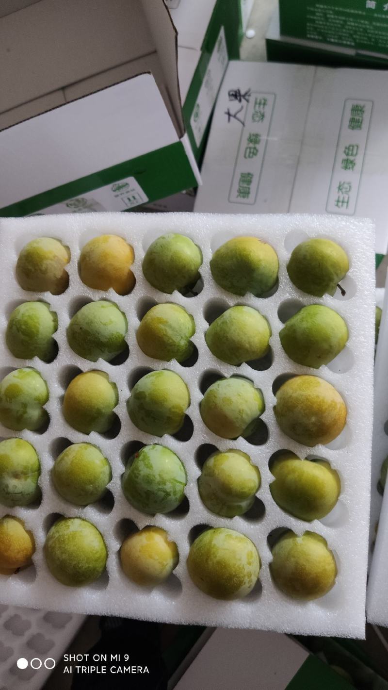 贵州蜂糖李精品水果，产地直供，可一件代发