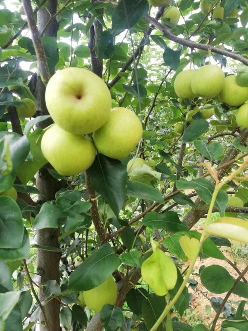 蜂糖梨。丁香梨。云南蜜梨。