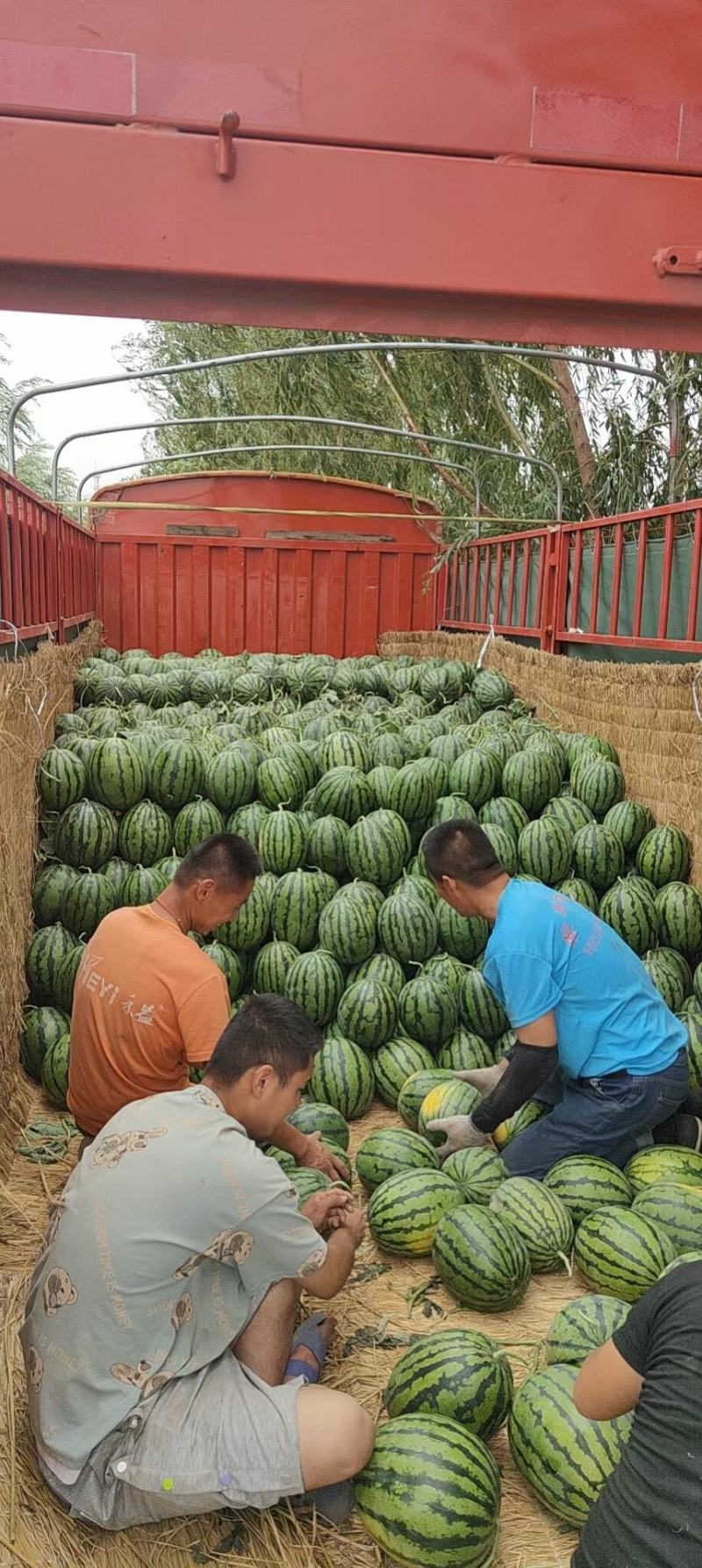 精选甜王西瓜，包熟包甜，产地直发，山东甜王，代发全国