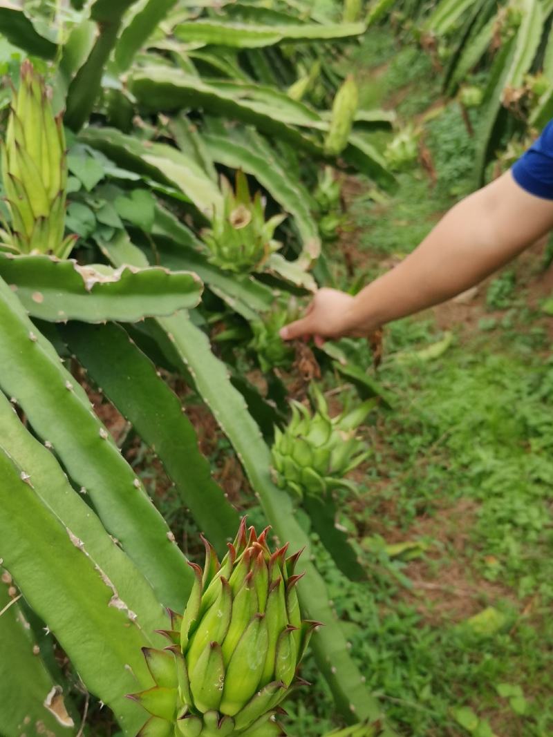 红心火龙果崇左的