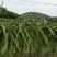 红心火龙果崇左的