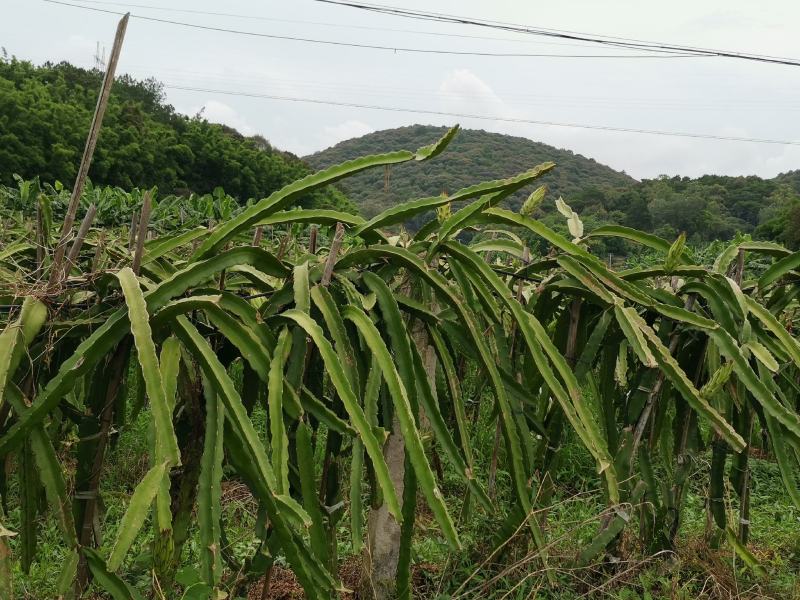 红心火龙果崇左的