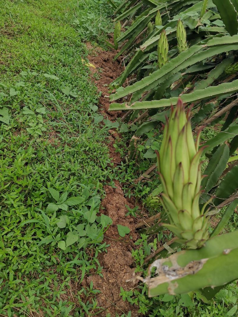 红心火龙果崇左的