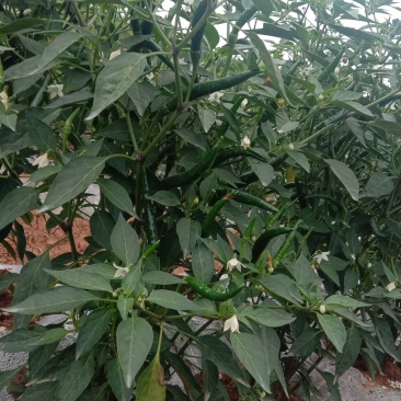 自己种的，货好，现提，现买。