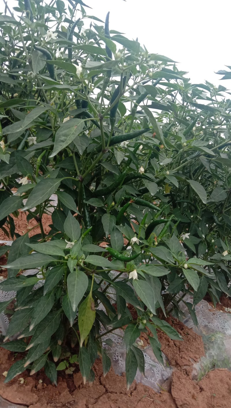 自己种的，货好，现提，现买。