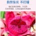 红心火龙果崇左的