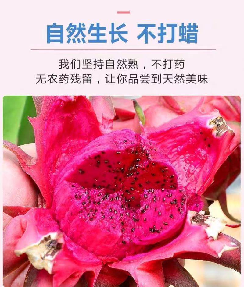 红心火龙果崇左的
