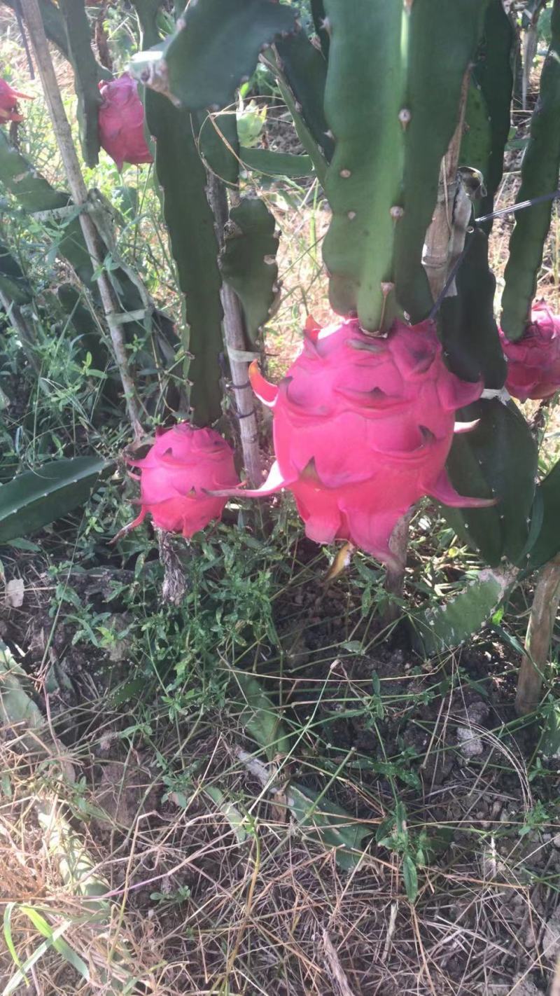 红心火龙果崇左的