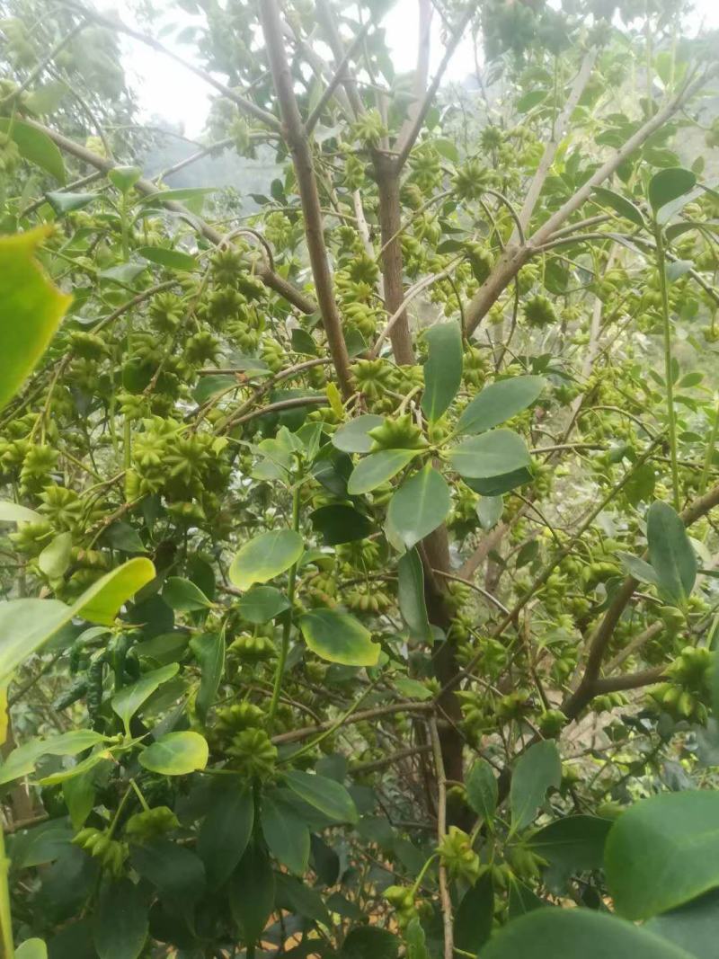 大红八角品种陈平嫁接树苗长果快八角大颜色好看