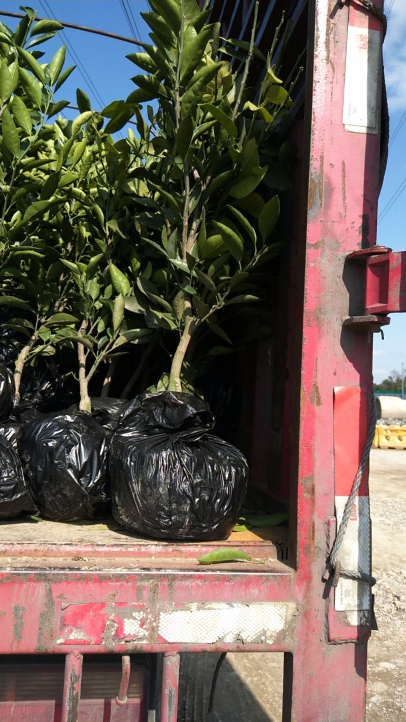 由良蜜桔苗早熟蜜桔苗当年就能结果，南方种植新品种