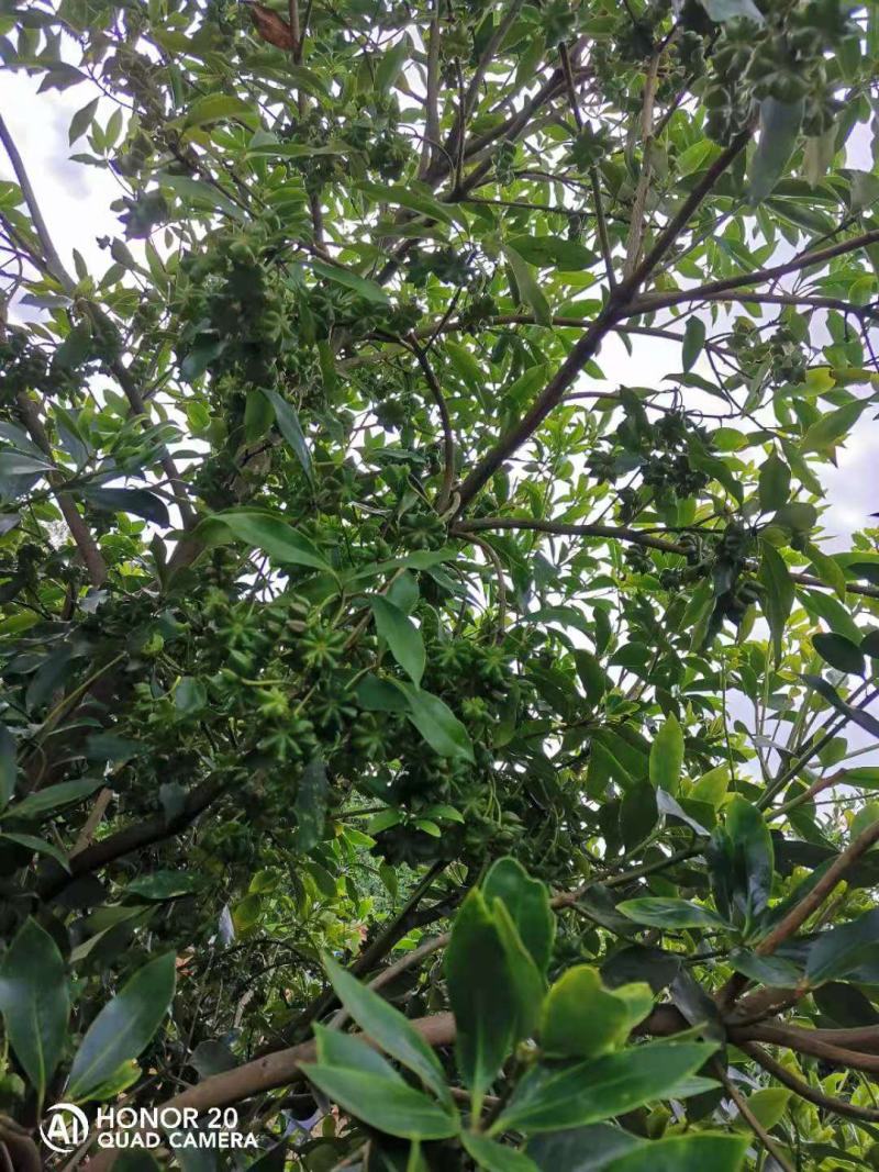 广西大红八角嫁接树苗，罗马品种，高产量，生长快