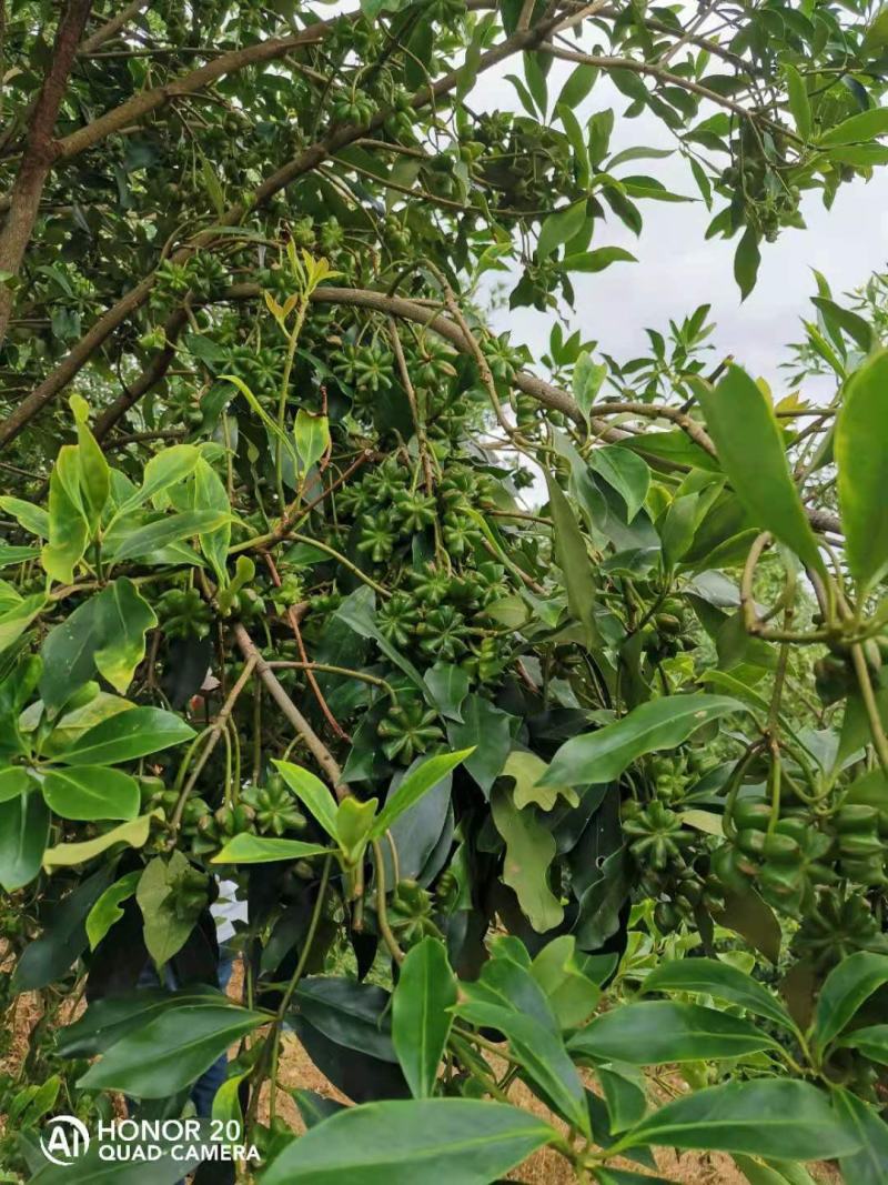 广西大红八角嫁接树苗，罗马品种，高产量，生长快