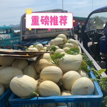 东方蜜1号甜瓜农场基地直供量大从优诚信经营