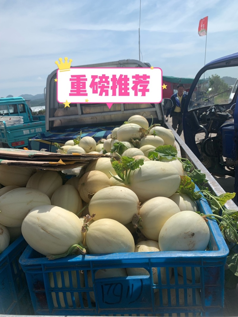 东方蜜1号甜瓜农场基地直供量大从优诚信经营