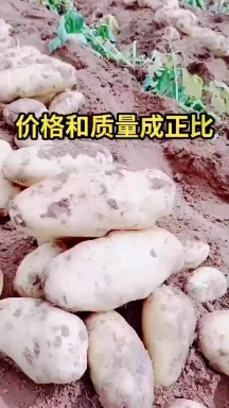【精选】沃土5号河北土豆精品土豆产地现货代发全国！
