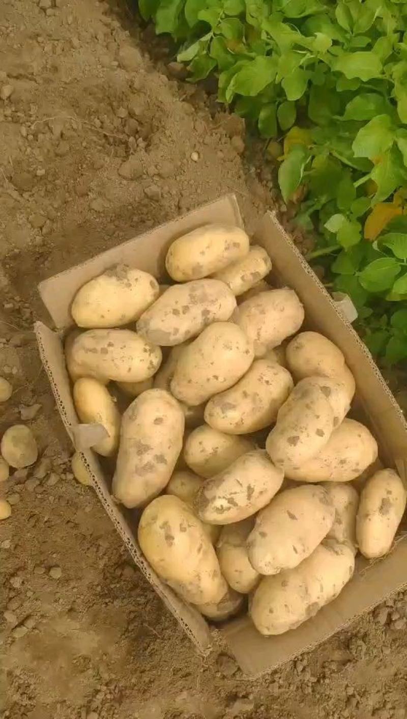 河南土豆滞销中，价格低低低