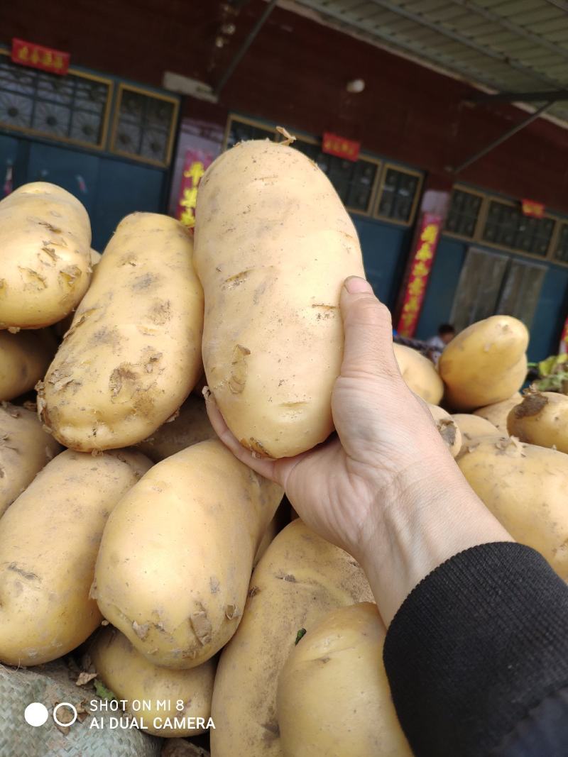 河南土豆滞销中，价格低低低