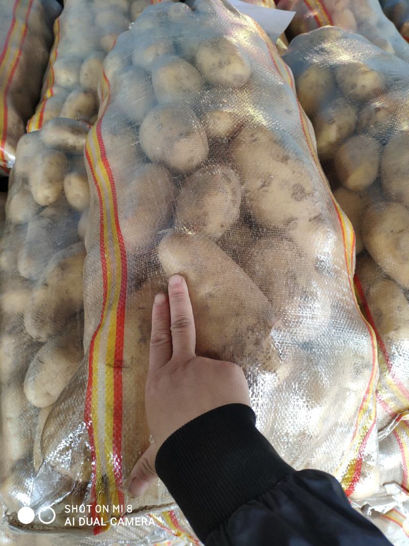 河南土豆滞销中，价格低低低