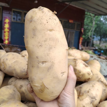 河南土豆滞销中，价格低低低