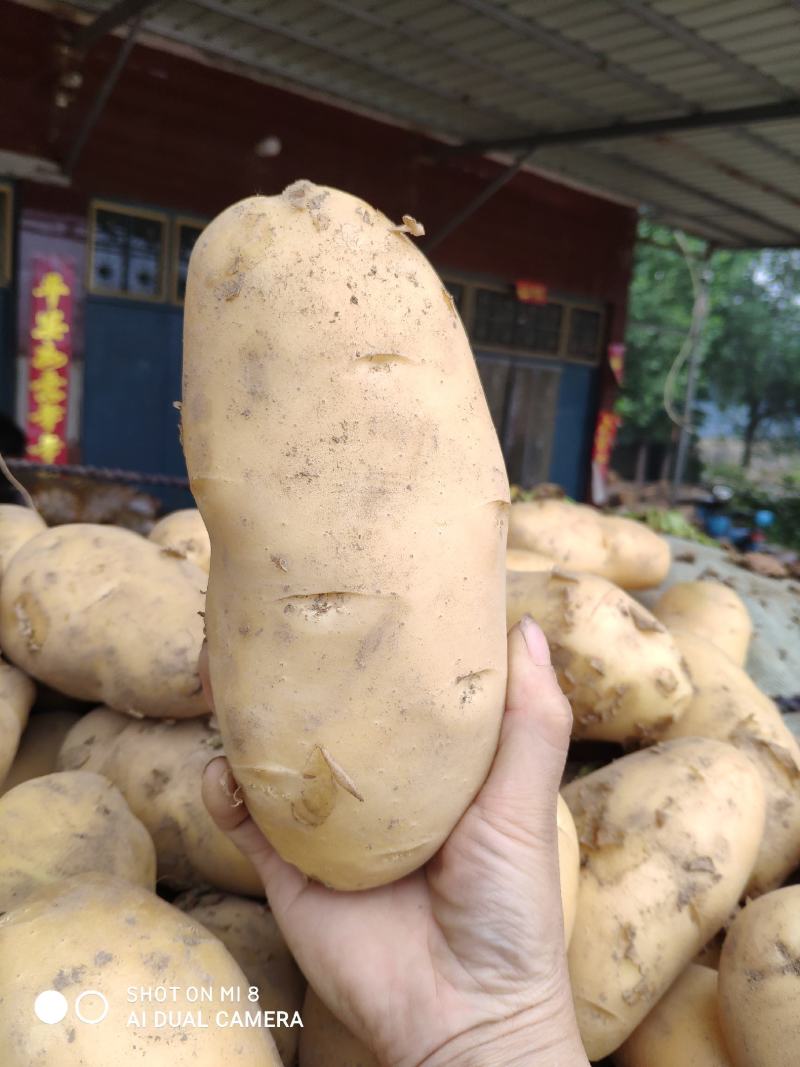 河南土豆滞销中，价格低低低