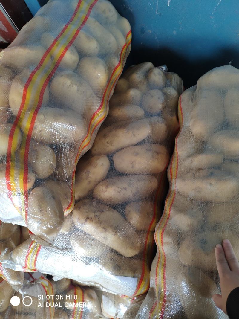 河南土豆滞销中，价格低低低