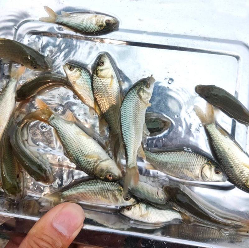 优质鲫鱼鱼苗