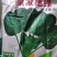 皇家墨绿进口菠菜种籽春秋越冬黑圆叶耐寒菠菜籽10斤