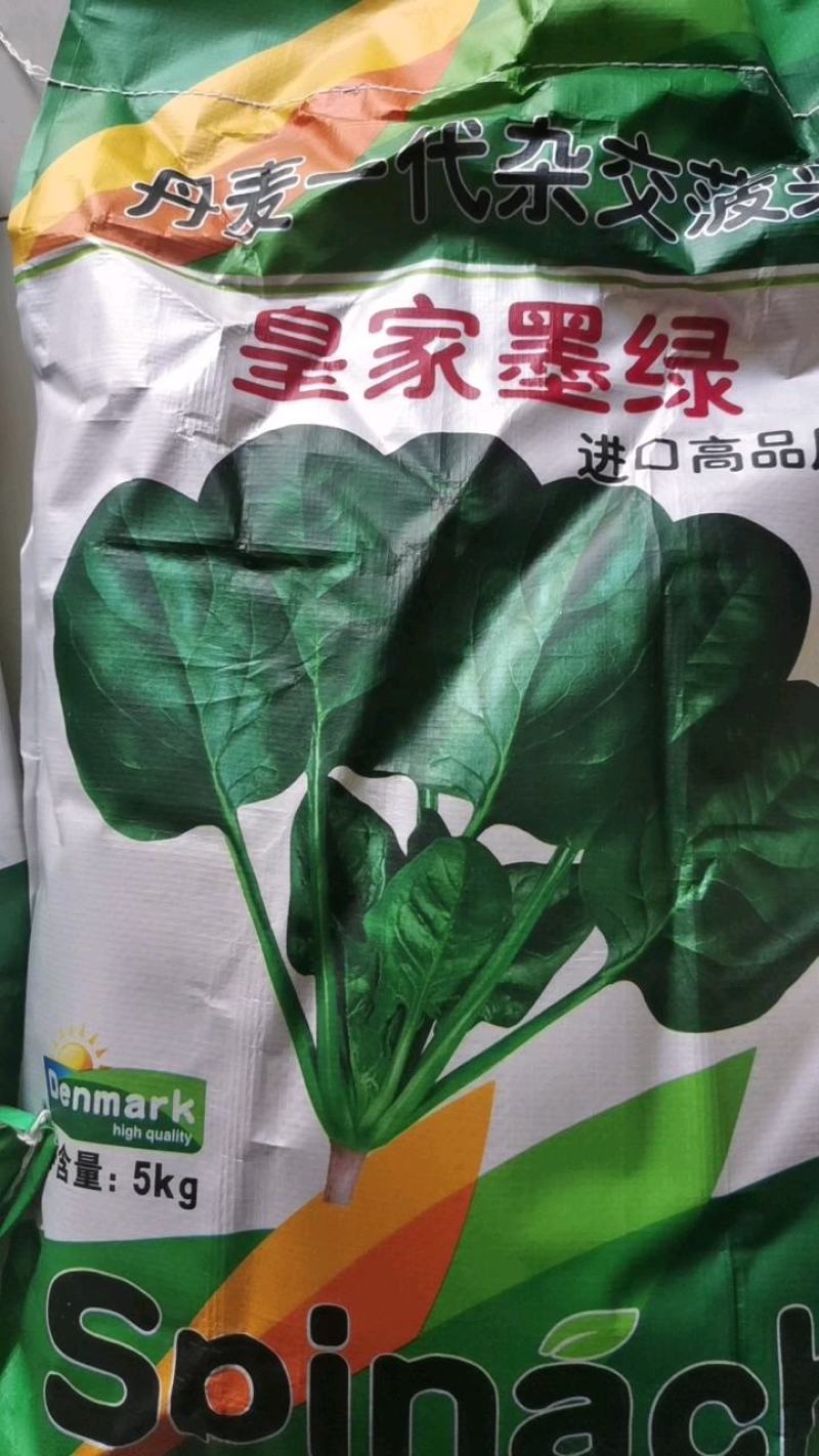 皇家墨绿进口菠菜种籽春秋越冬黑圆叶耐寒菠菜籽10斤