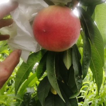 大量郑三毛桃