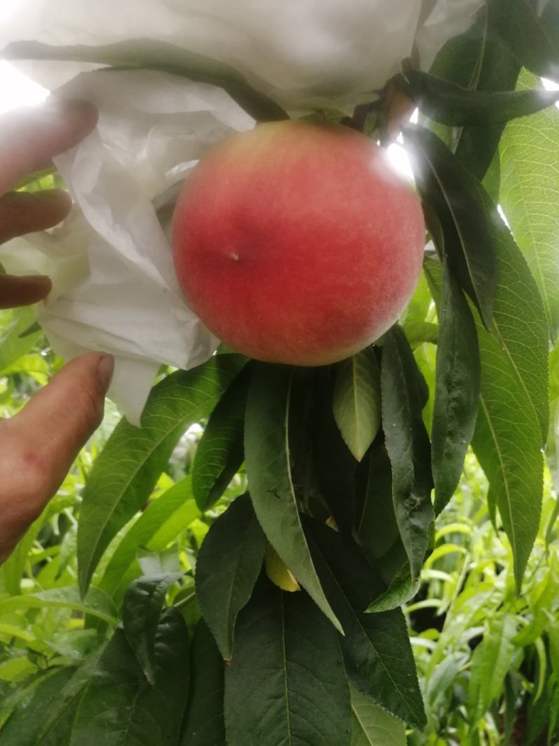 大量郑三毛桃