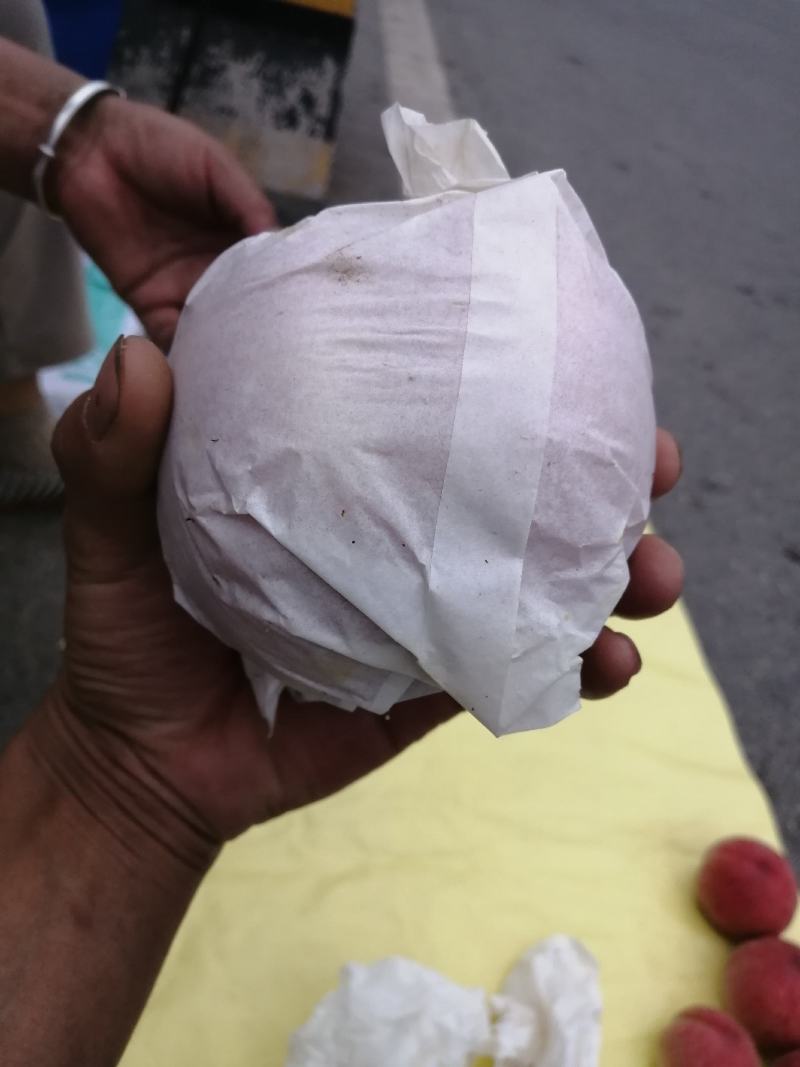 大量郑三毛桃