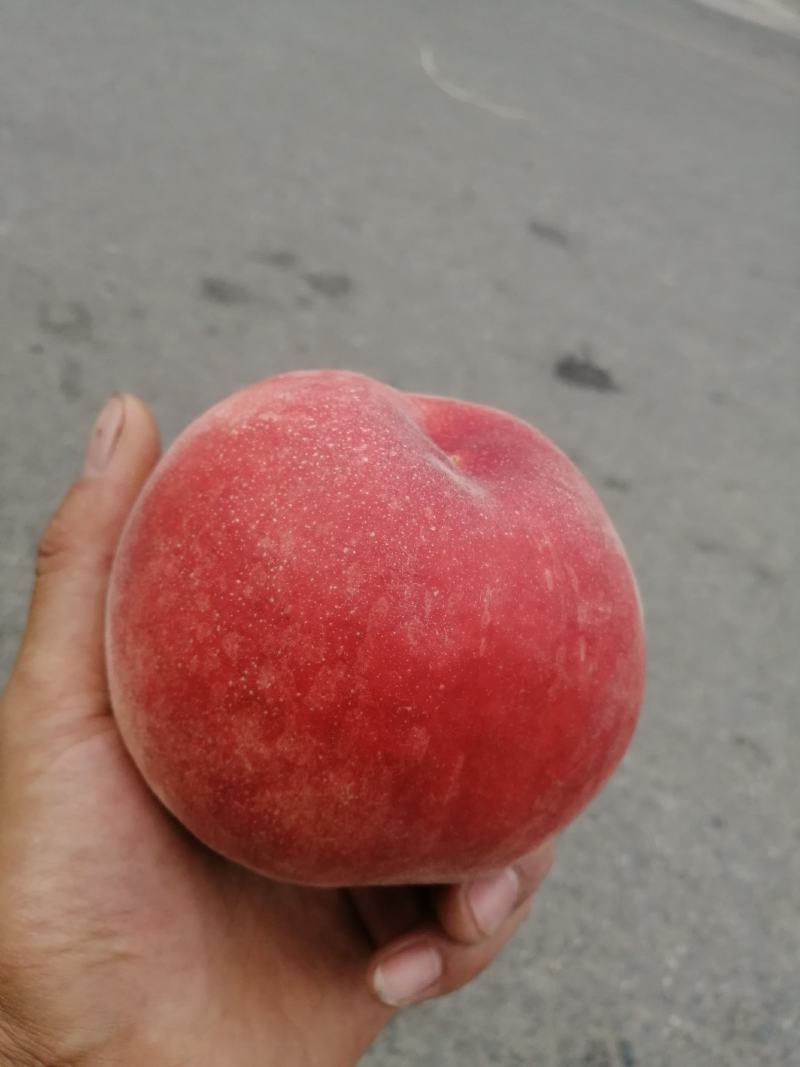 大量郑三毛桃