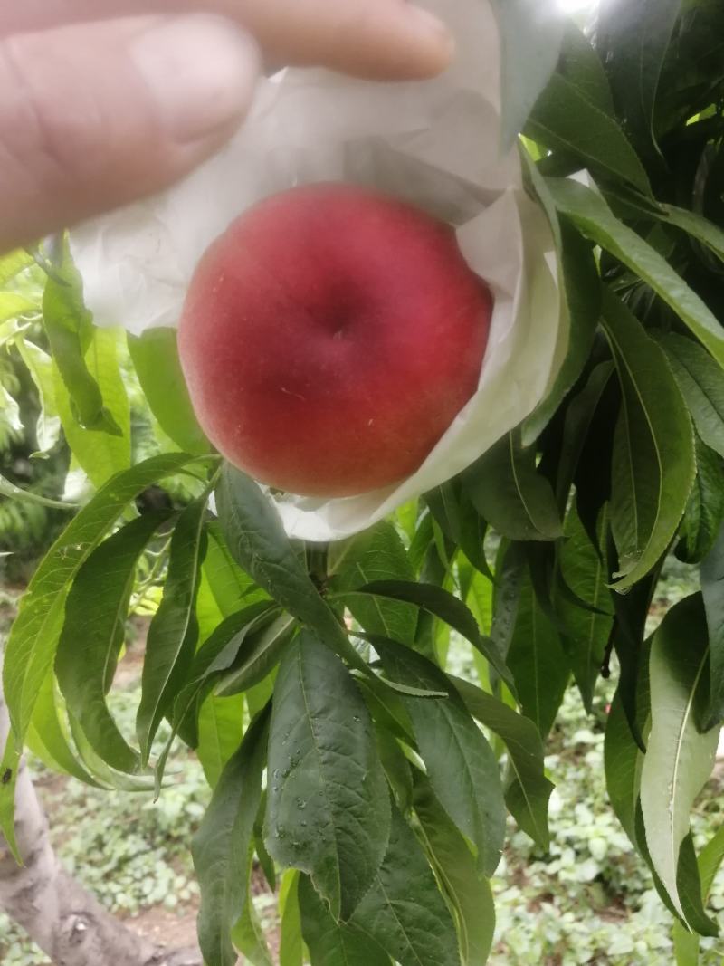 大量郑三毛桃