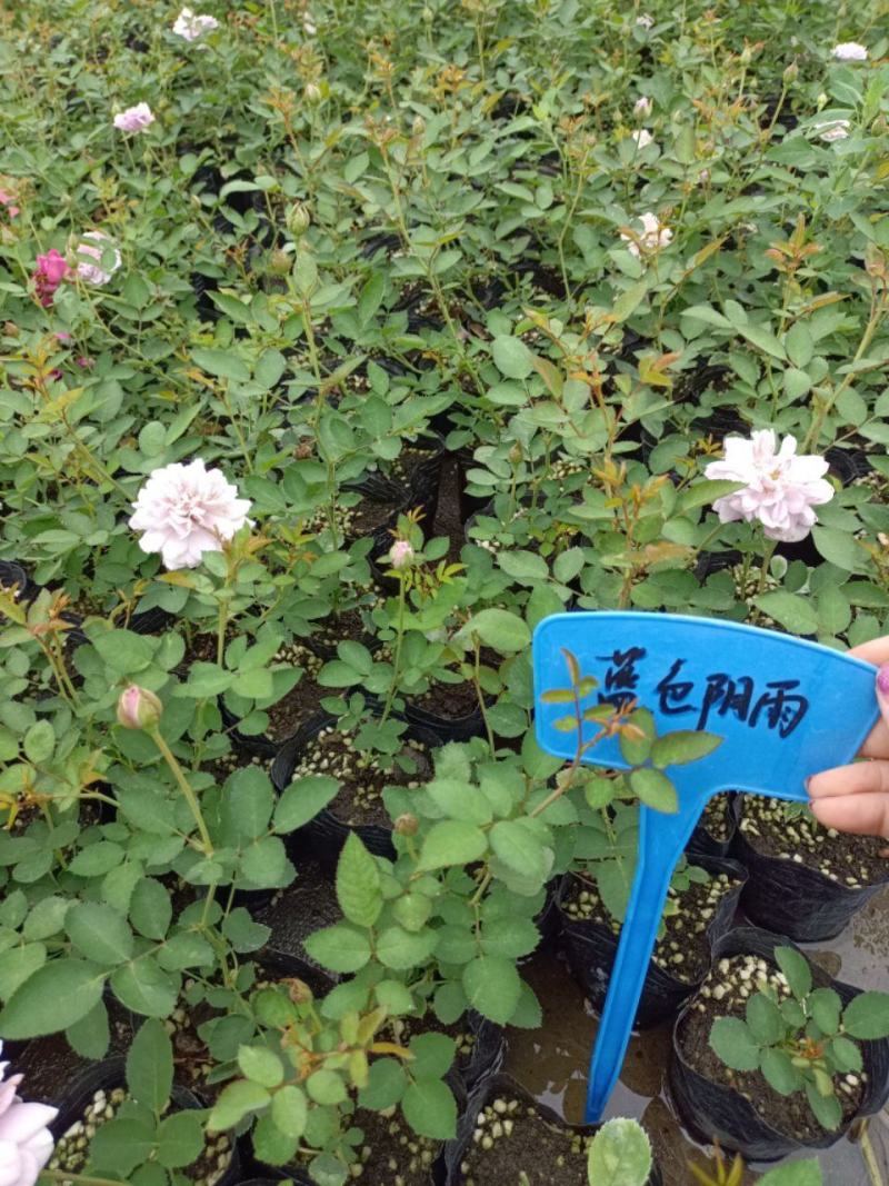 藤本月季蓝色阴雨阳台庭院小型爬藤蔷薇花苗多头四季开花垂吊